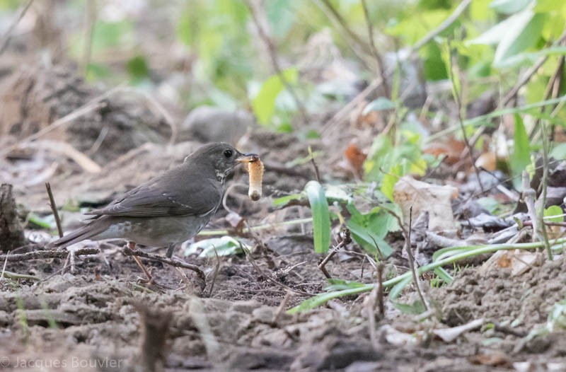 Gray-cheeked Thrush - Jacques Bouvier