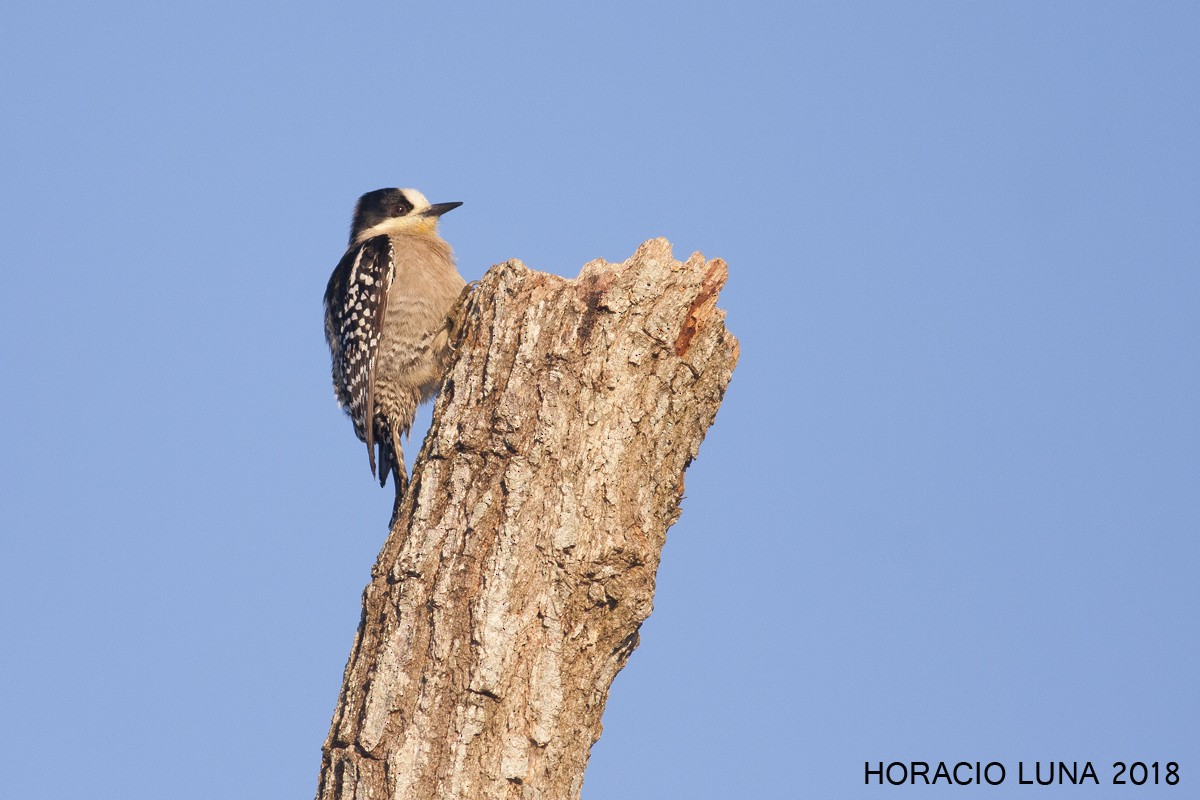 White-fronted Woodpecker - Horacio Luna