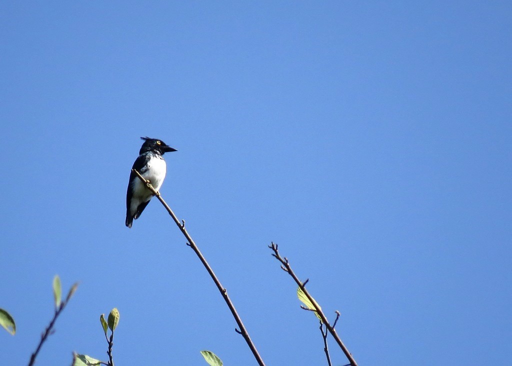 Black-and-white Shrike-flycatcher - Mark Smiles