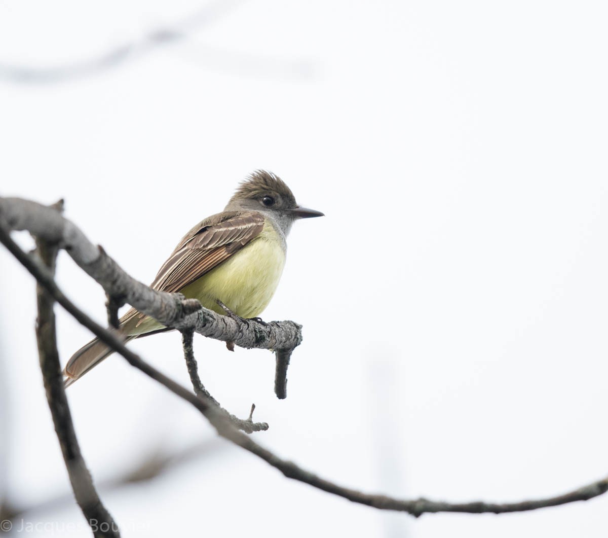 Great Crested Flycatcher - Jacques Bouvier