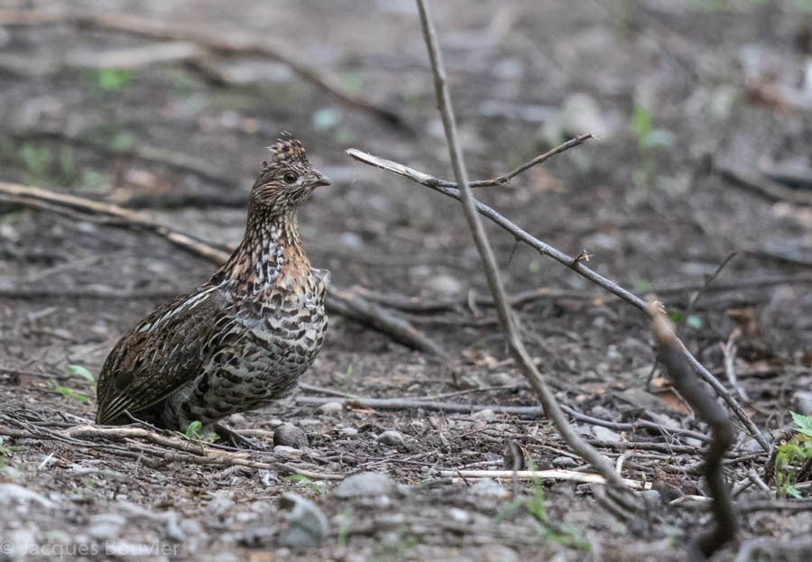 Ruffed Grouse - Jacques Bouvier