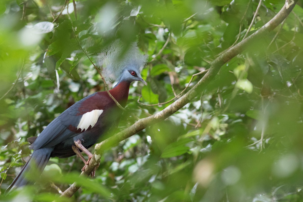 Sclater's Crowned-Pigeon - ML102475601
