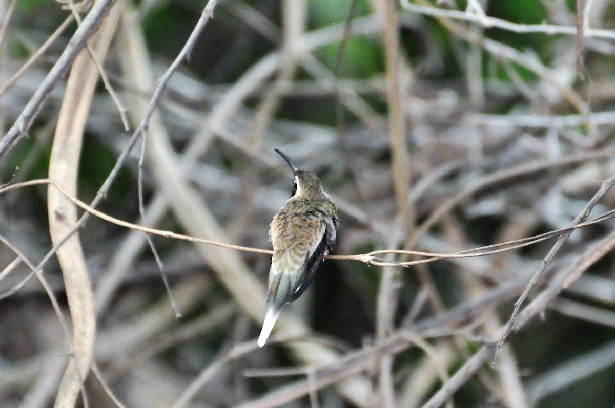 Pale-bellied Hermit - Andres Angulo Rubiano