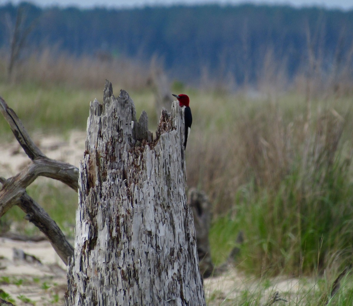 Red-headed Woodpecker - ML102481261