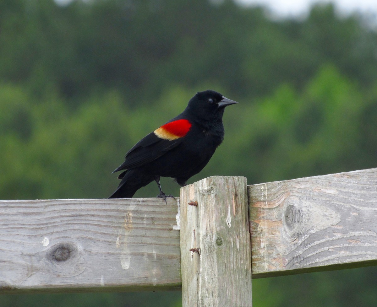 Red-winged Blackbird - ML102481371