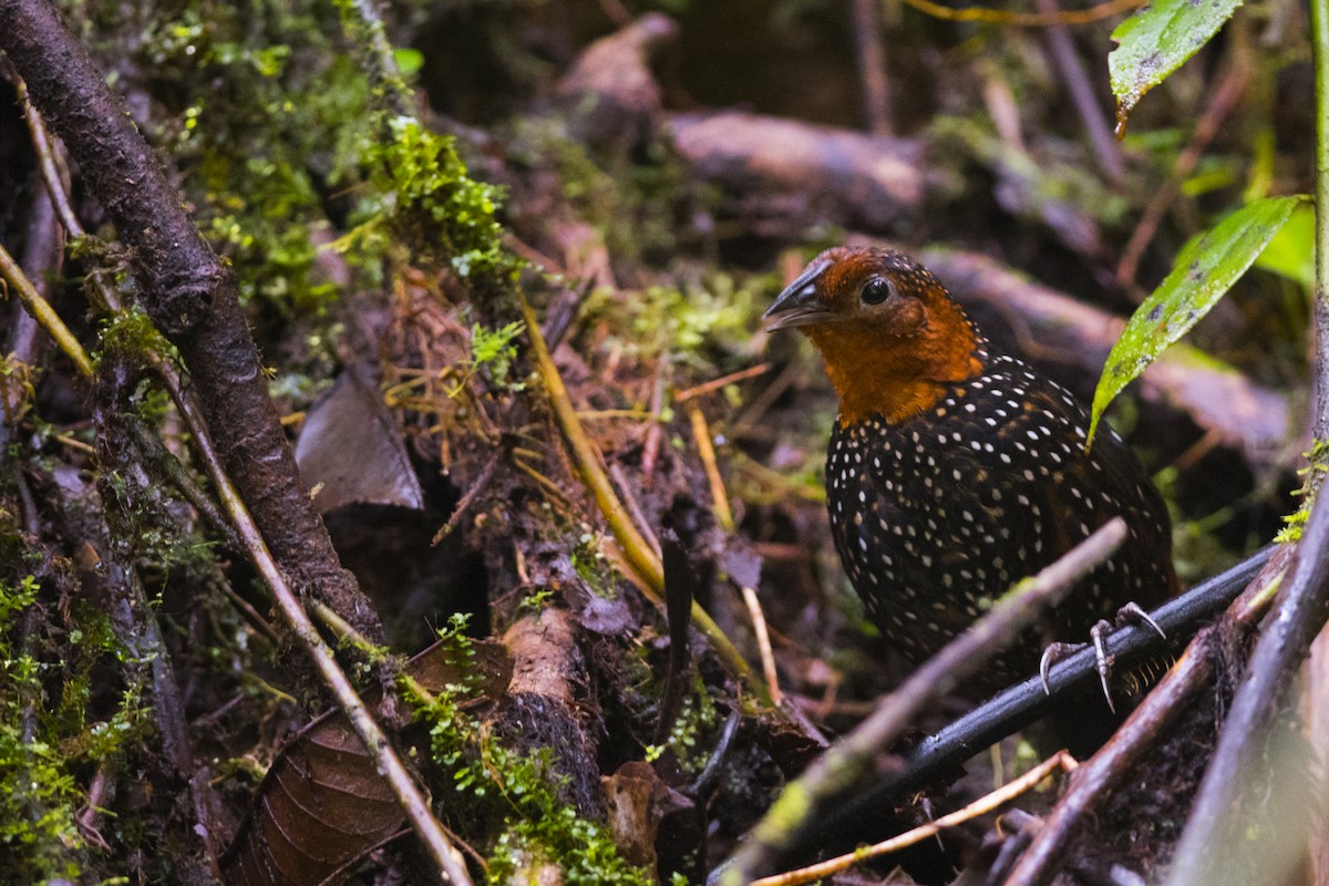 Ocellated Tapaculo - ML102483101