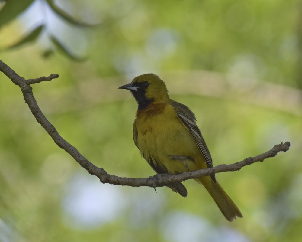 Orchard Oriole - ML102483651