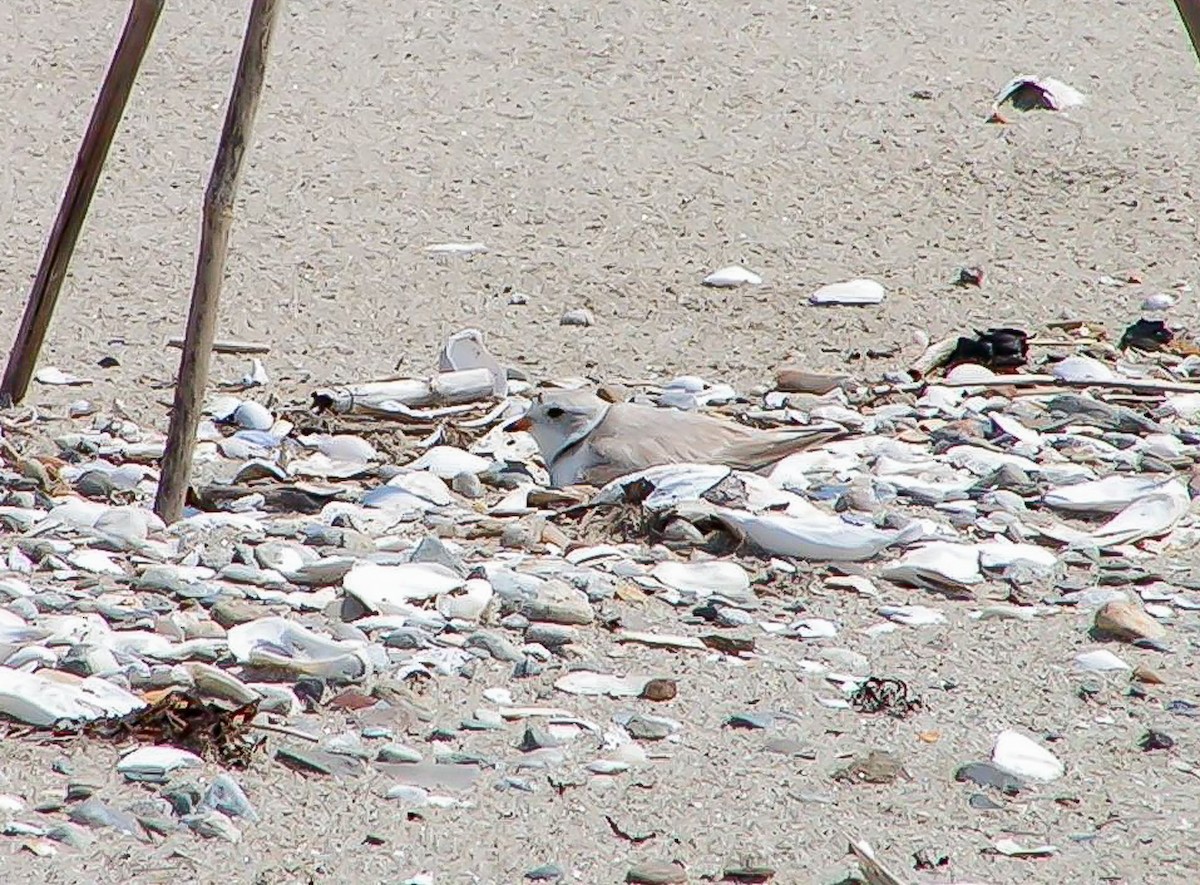 Piping Plover - ML102490621
