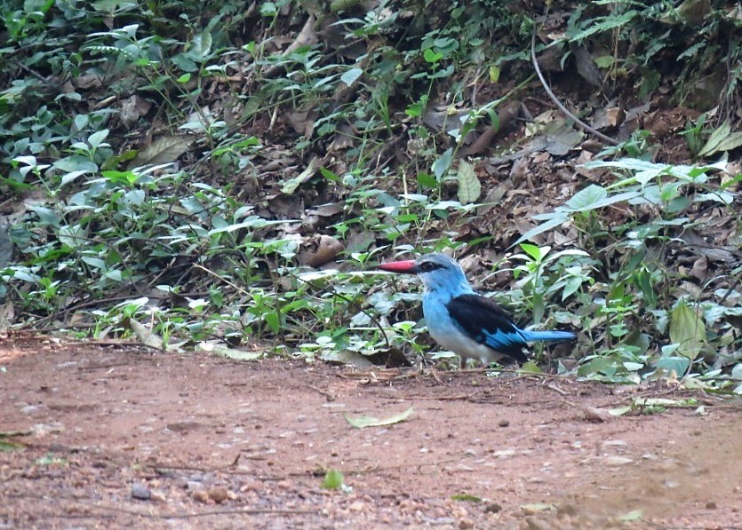 Blue-breasted Kingfisher - ML102495251