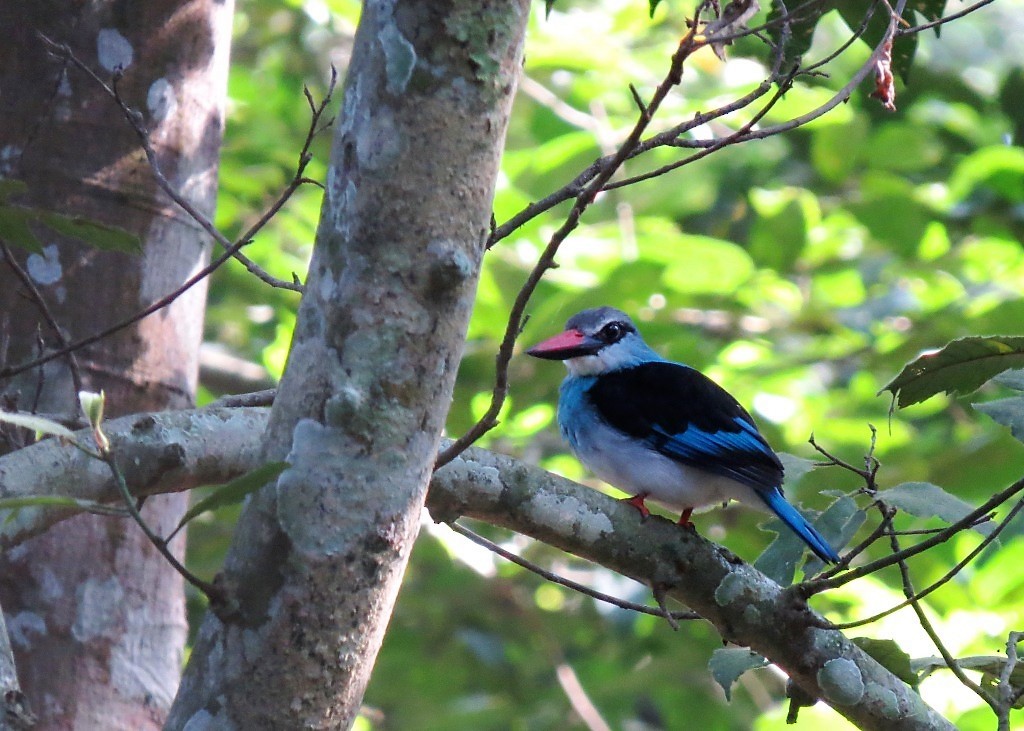 Blue-breasted Kingfisher - ML102495261