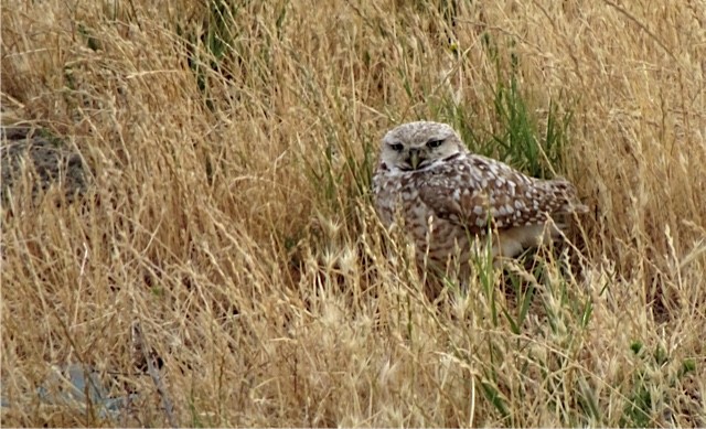 Burrowing Owl - Debi Shearwater
