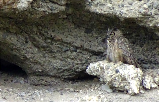 Great Horned Owl - Debi Shearwater