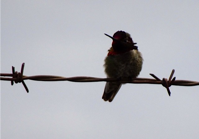 Anna's Hummingbird - Debi Shearwater