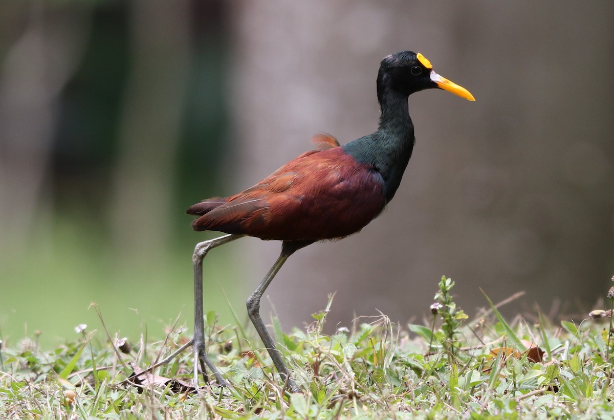 Northern Jacana - Daniel Aldana | Ornis Birding Expeditions