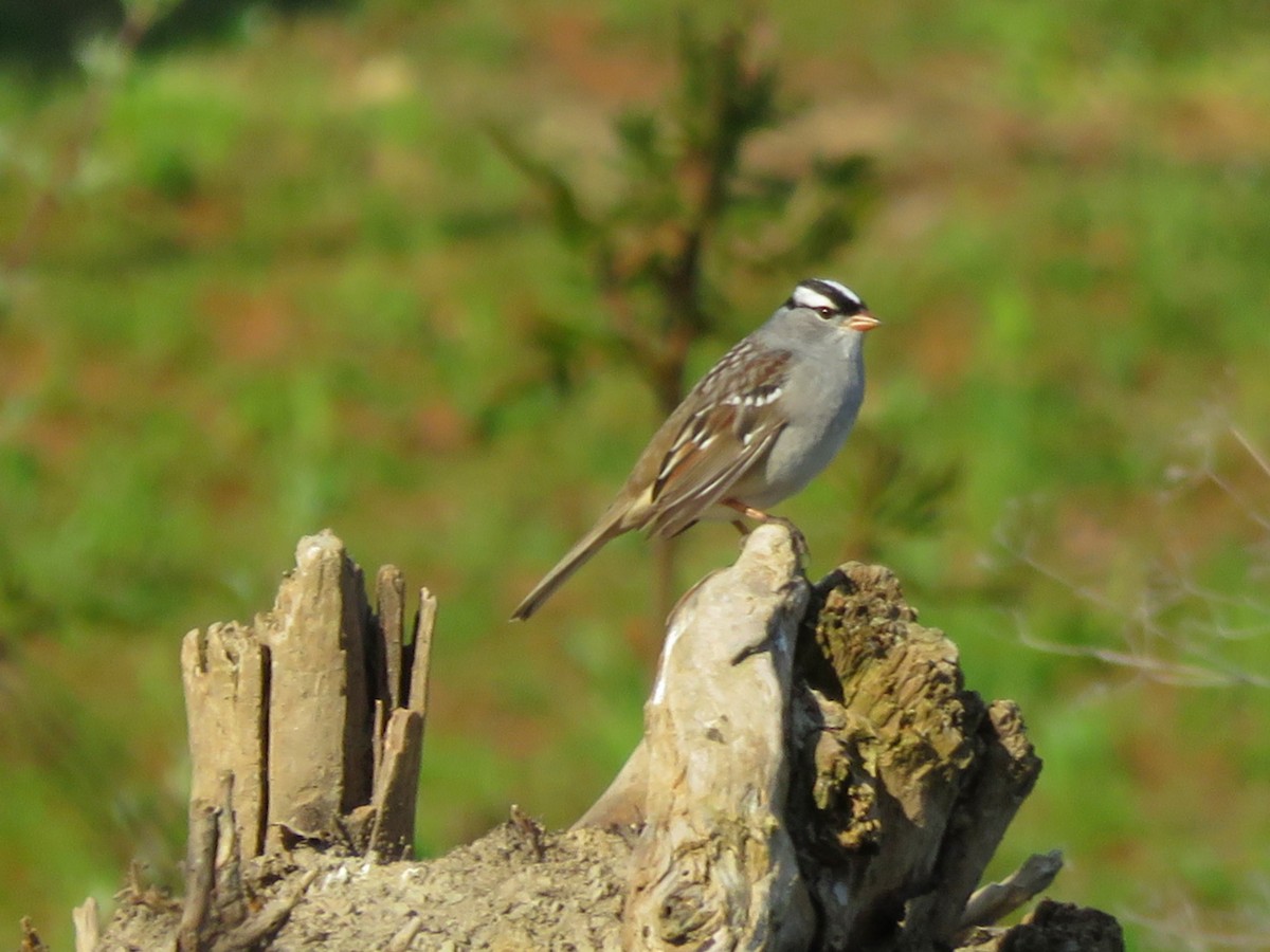 White-crowned Sparrow - Jana Lagan