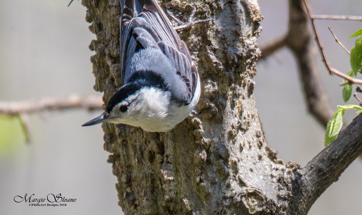 White-breasted Nuthatch - ML102501971