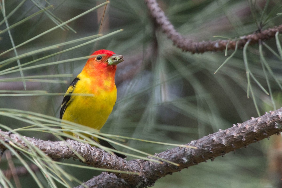 Western Tanager - ML102502441