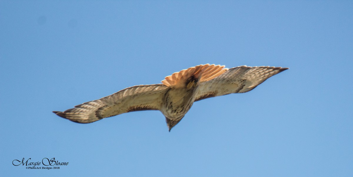 Red-tailed Hawk - ML102503131