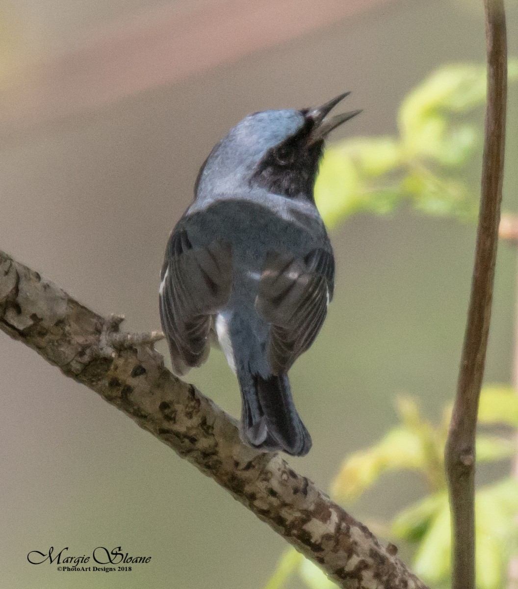 Black-throated Blue Warbler - Richard Sloane