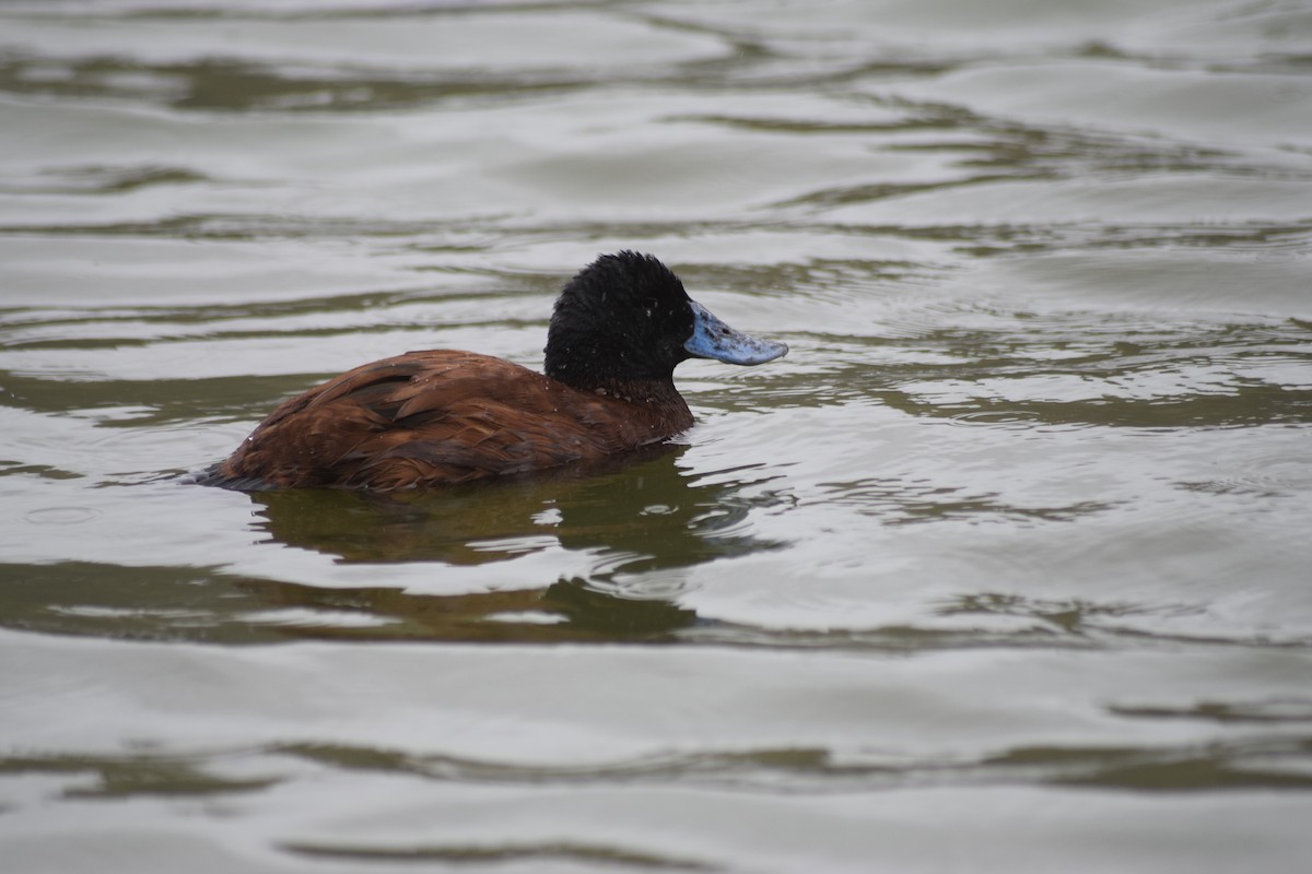 Andean Duck - Anonymous