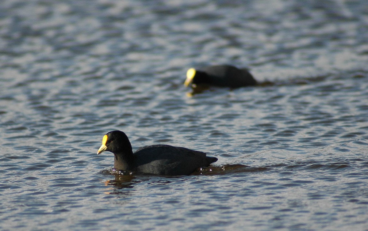 White-winged Coot - ML102507241