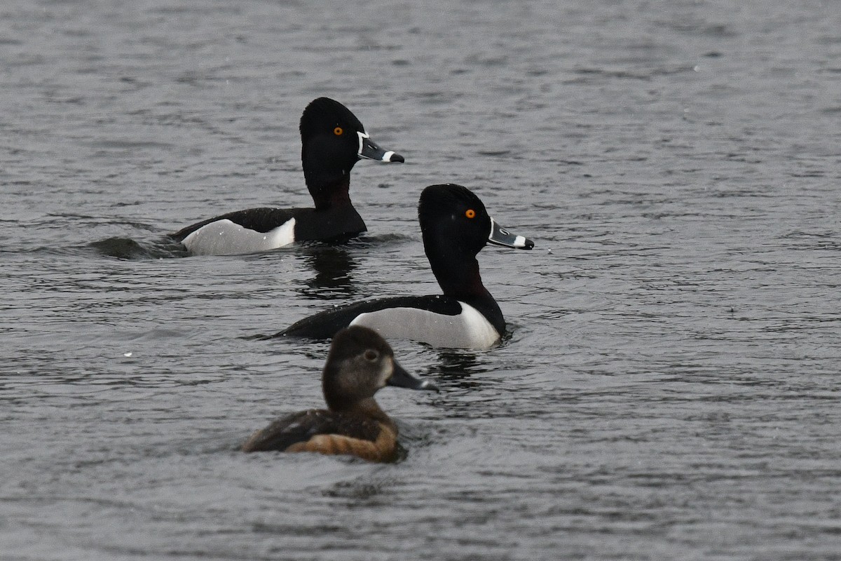 Ring-necked Duck - George Chiu