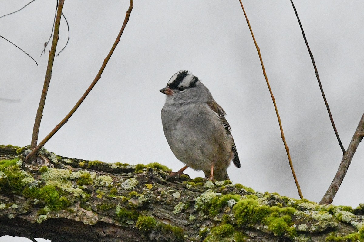 White-crowned Sparrow - George Chiu