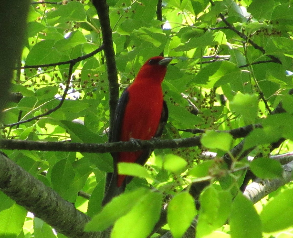 Scarlet Tanager - ML102511331