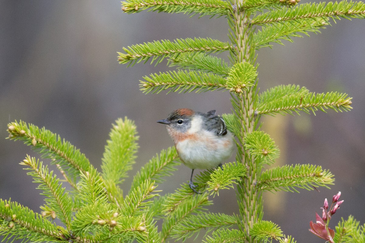 Bay-breasted Warbler - ML102513581