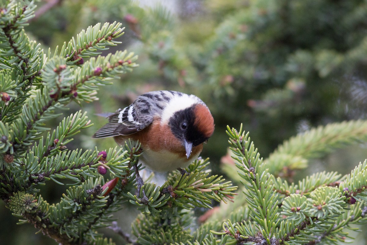 Bay-breasted Warbler - Tom Auer
