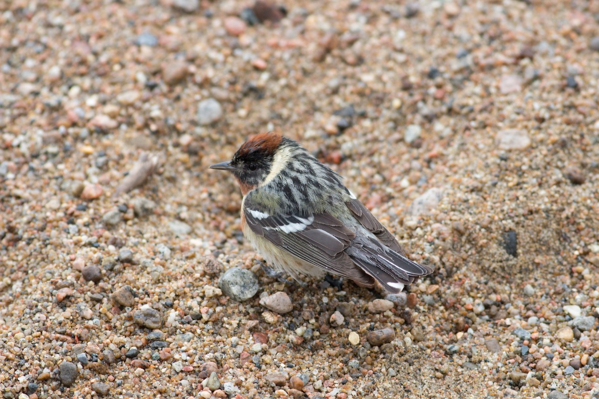 Bay-breasted Warbler - ML102514321