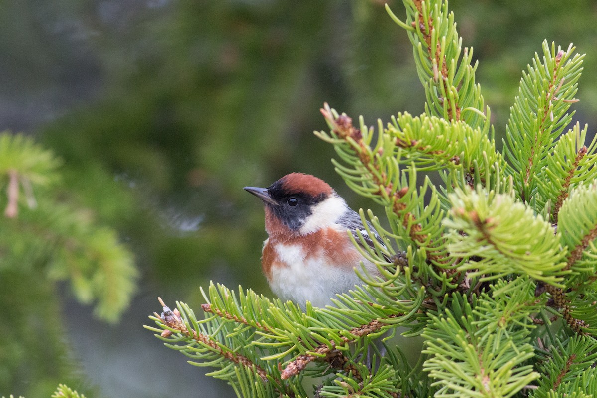 Bay-breasted Warbler - ML102514451