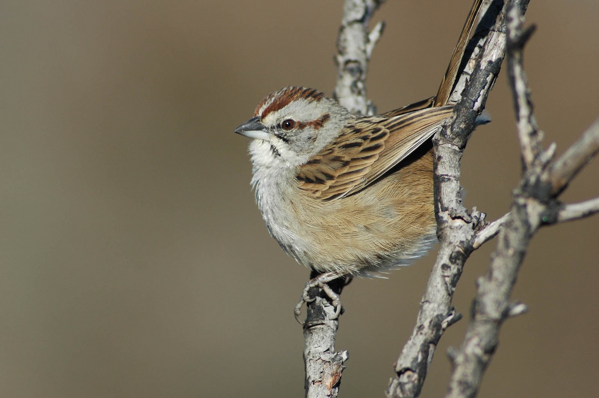 Chaco Sparrow - ML102515821