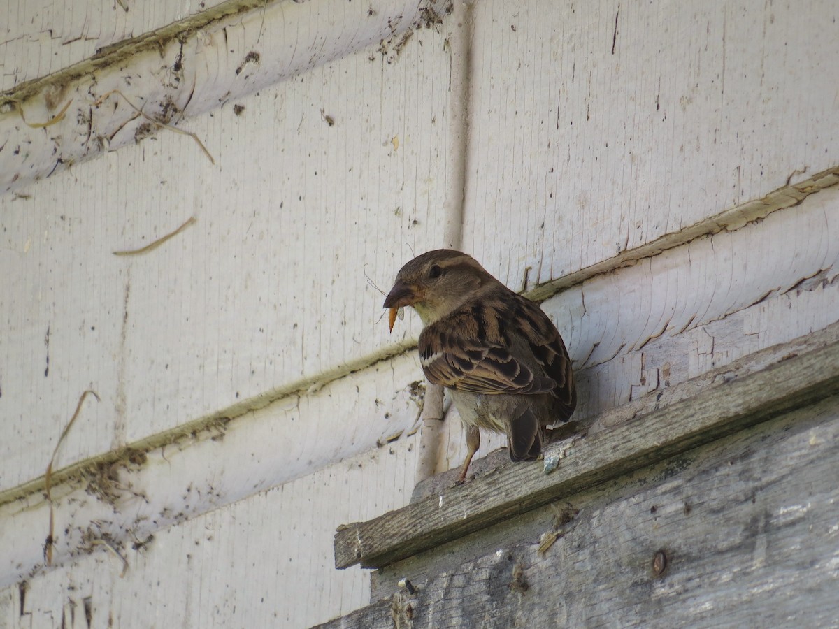 House Sparrow - Stuart Malcolm