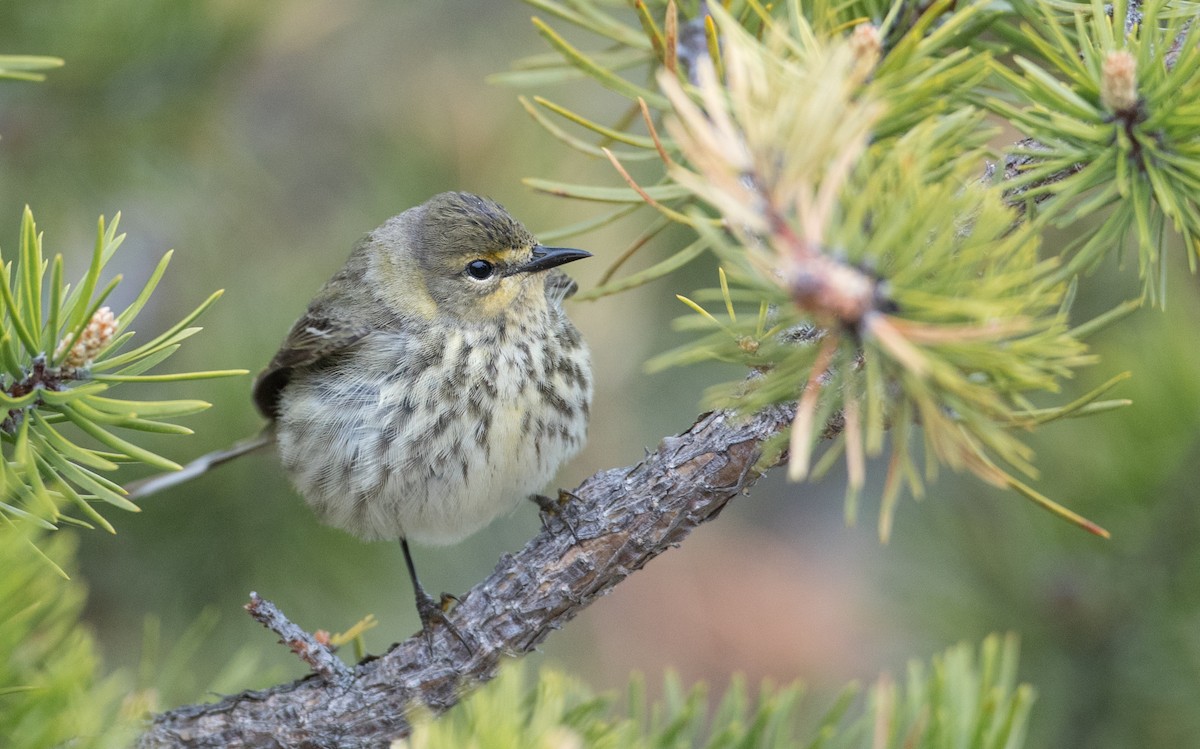 Cape May Warbler - ML102517121