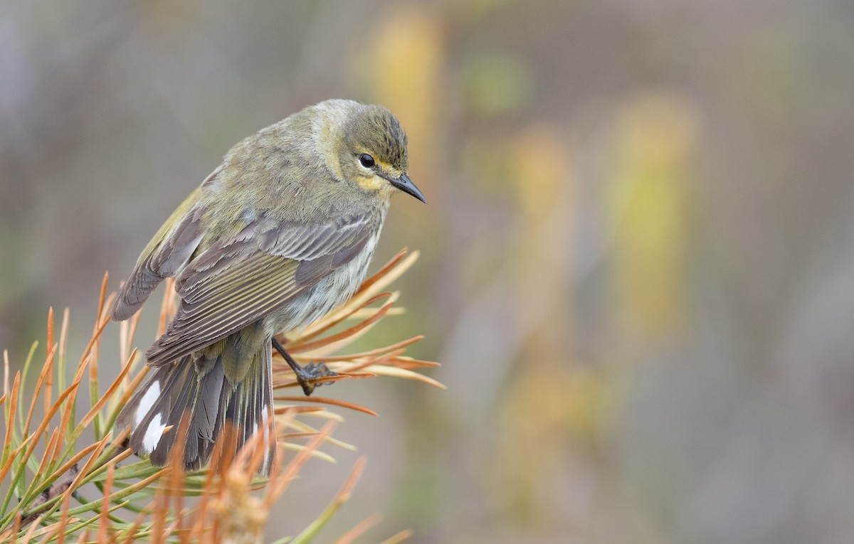 Cape May Warbler - ML102517131