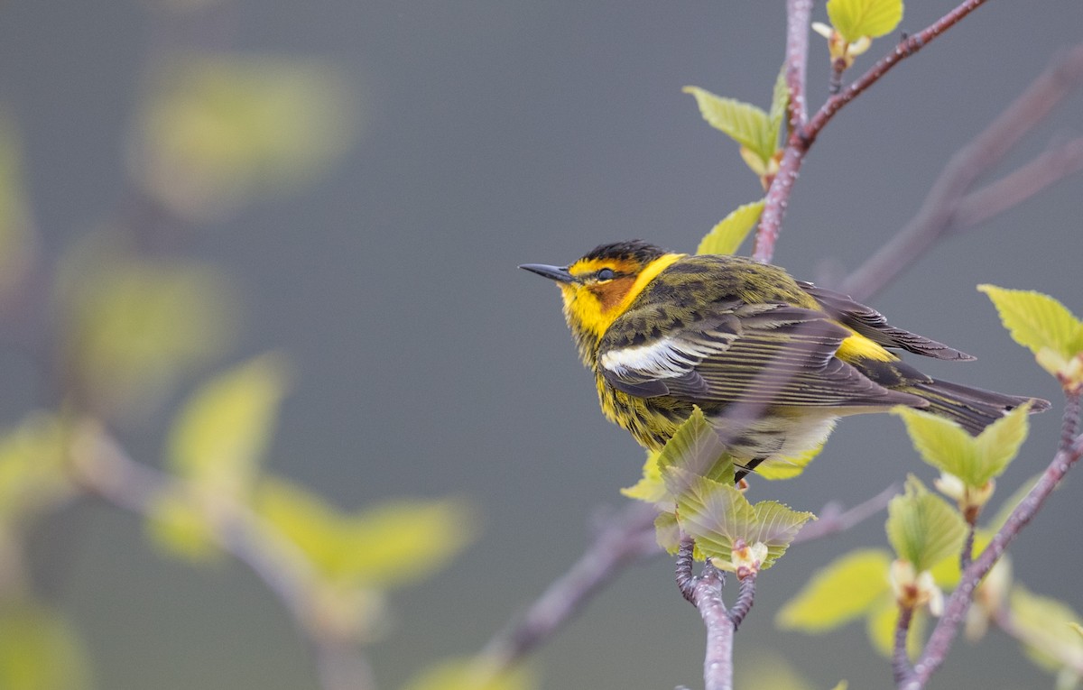 Cape May Warbler - ML102517441