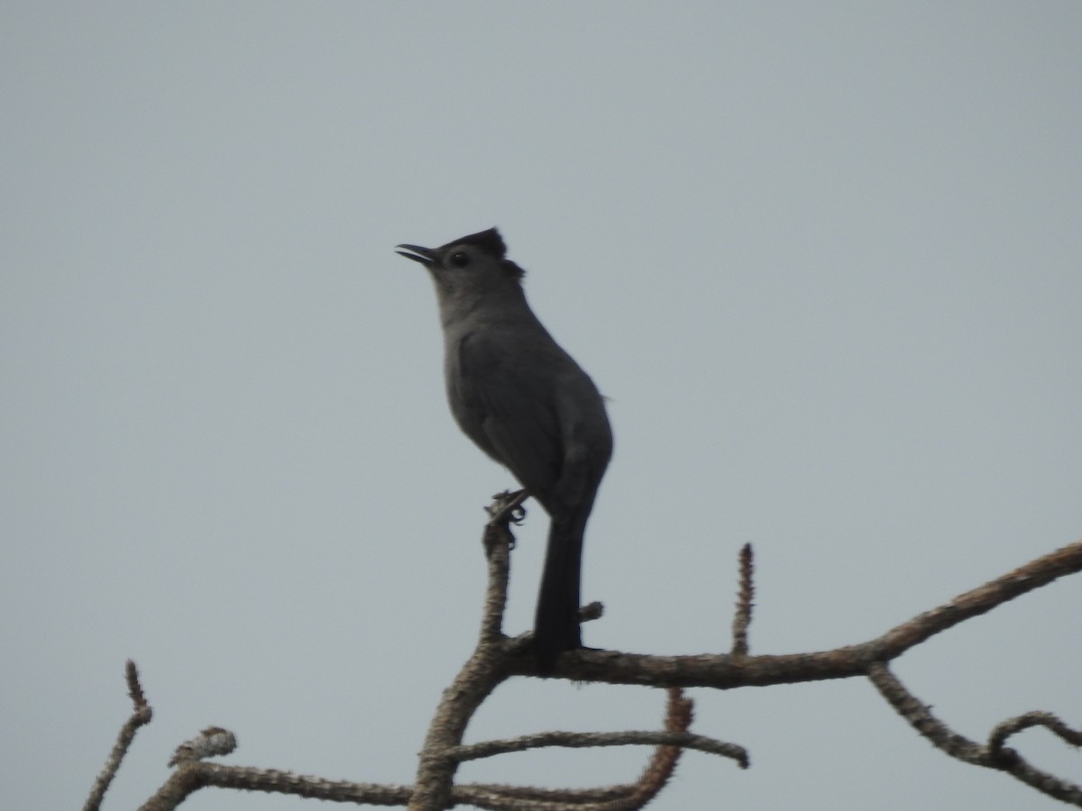 Gray Catbird - Gerald Head