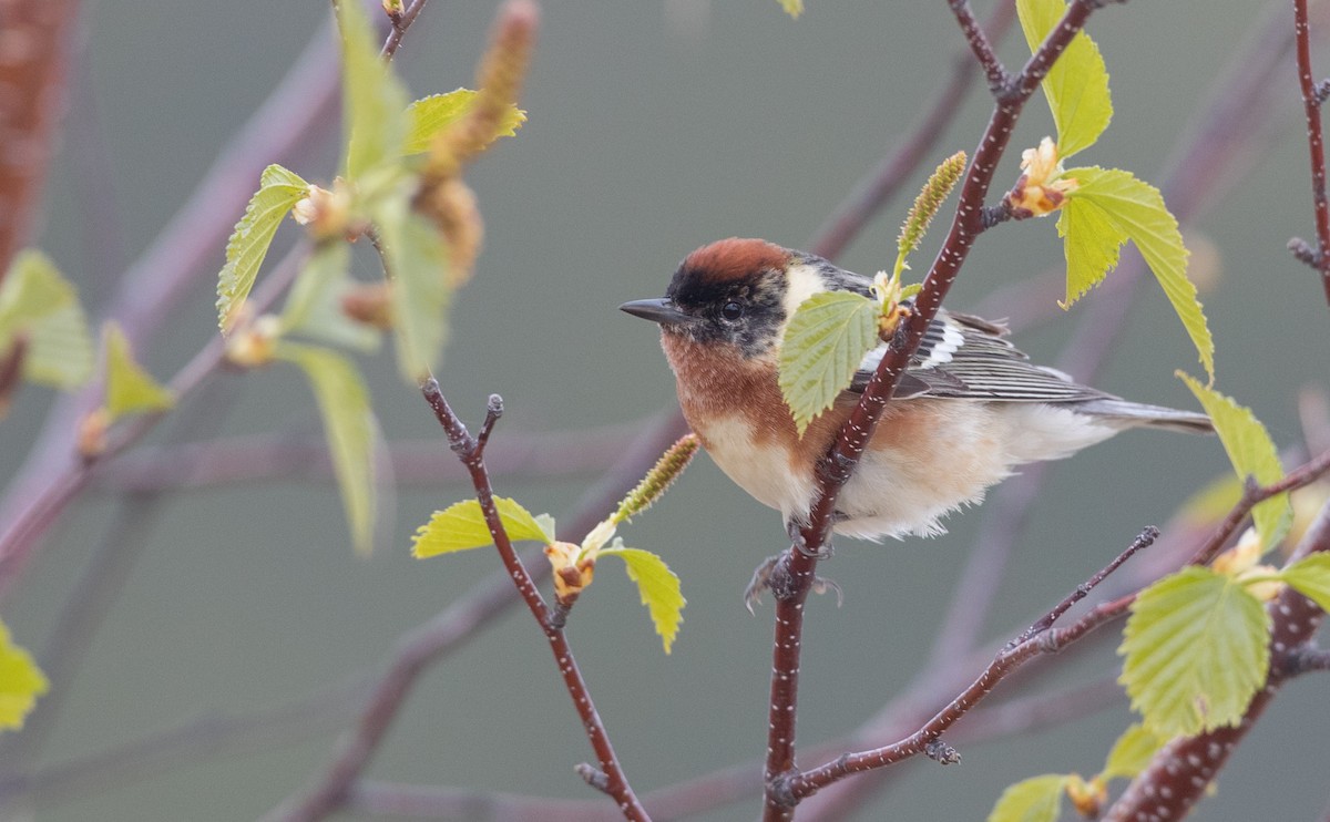 Bay-breasted Warbler - ML102517561