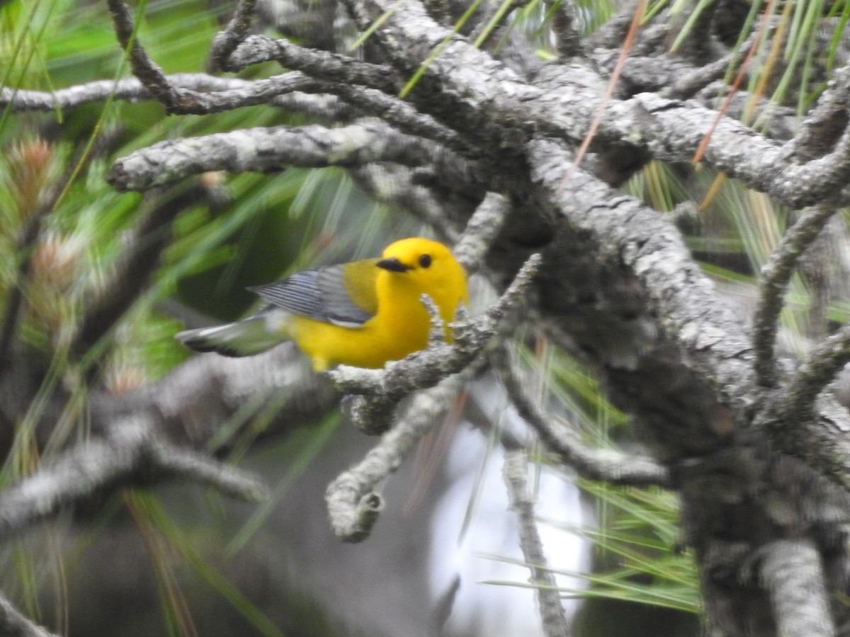 Prothonotary Warbler - ML102517861