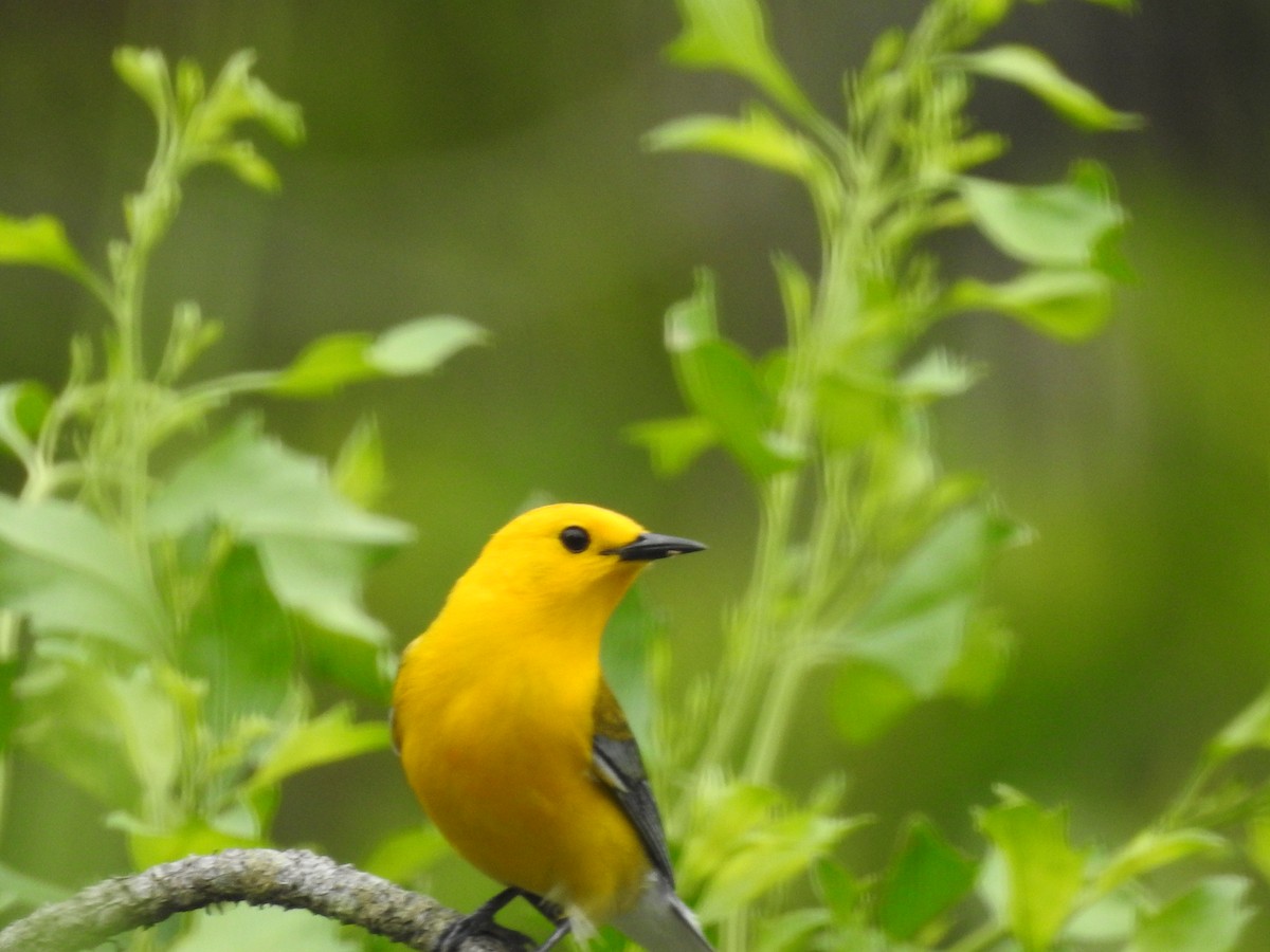 Prothonotary Warbler - ML102517931