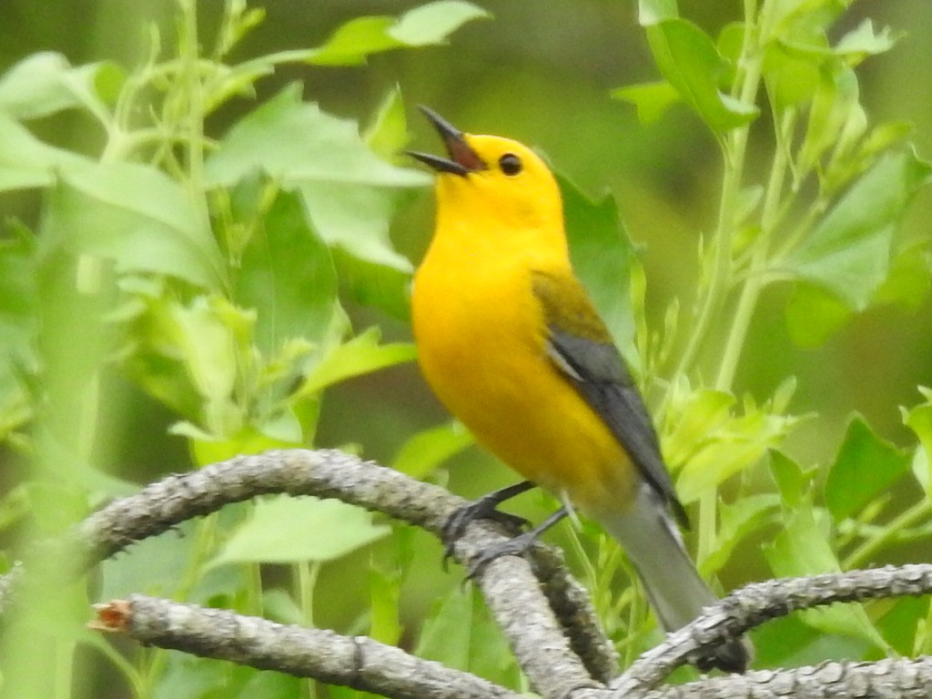 Prothonotary Warbler - Gerald Head