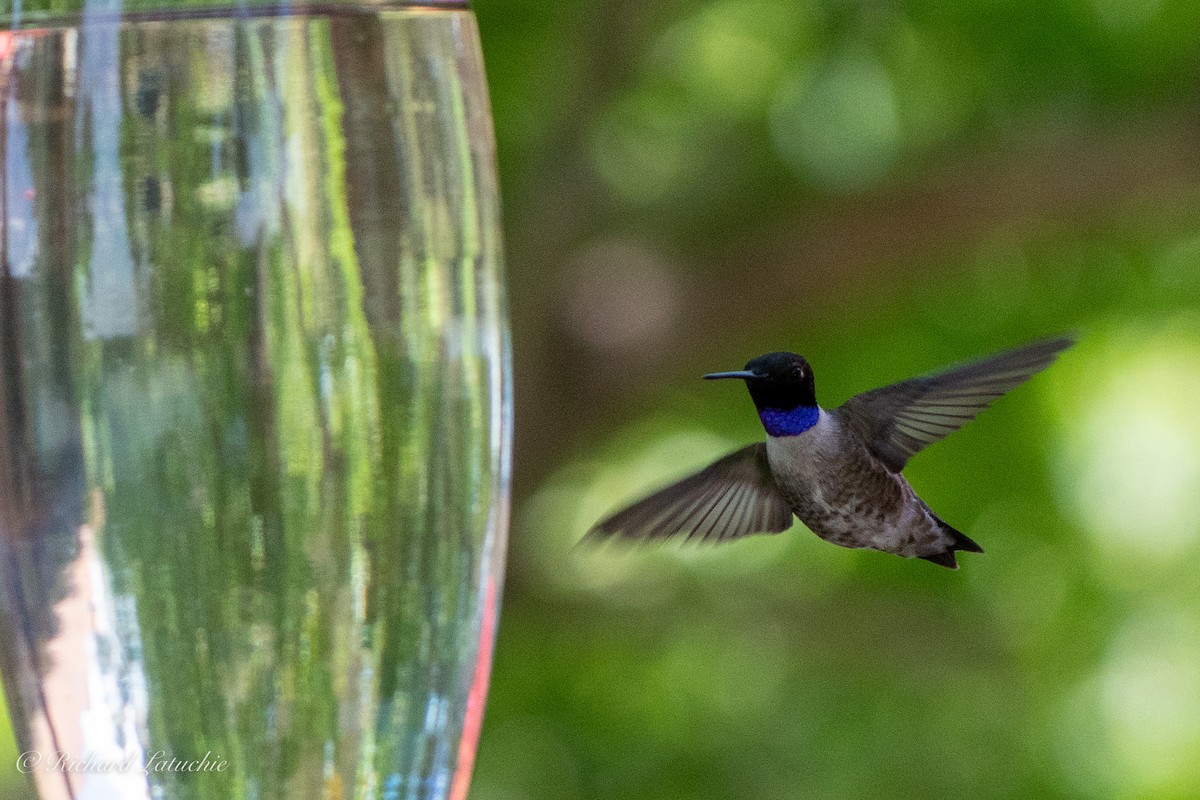Black-chinned Hummingbird - Richard Latuchie