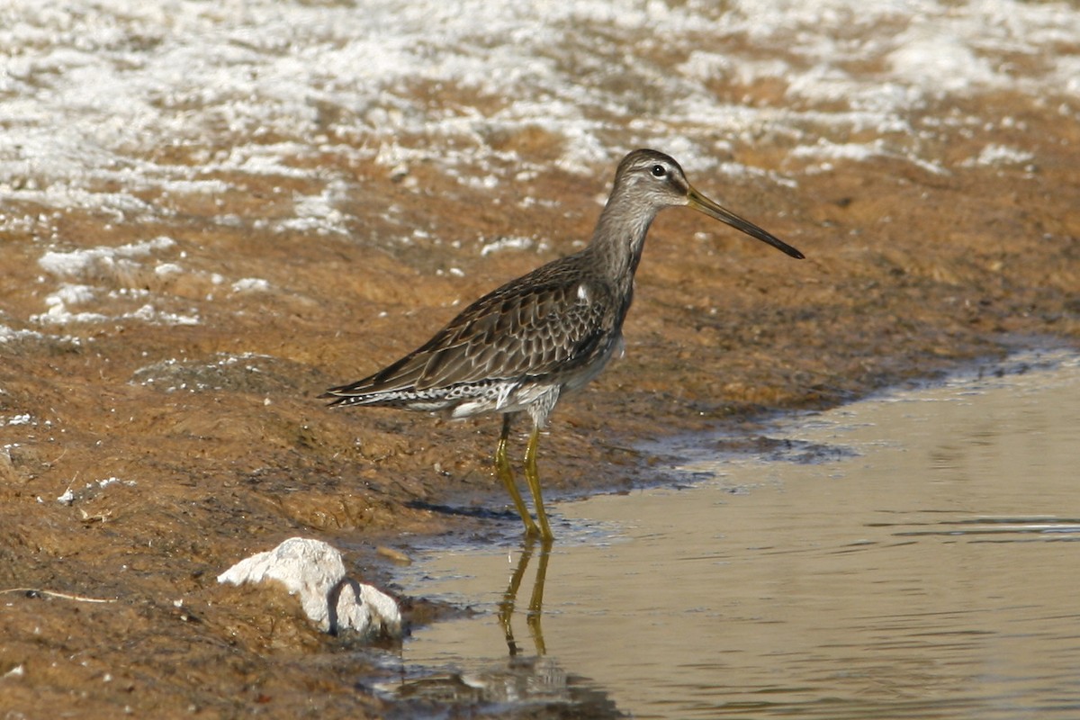 Long-billed Dowitcher - ML102520741