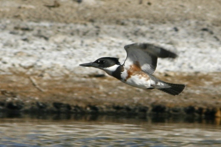 Belted Kingfisher - ML102520761