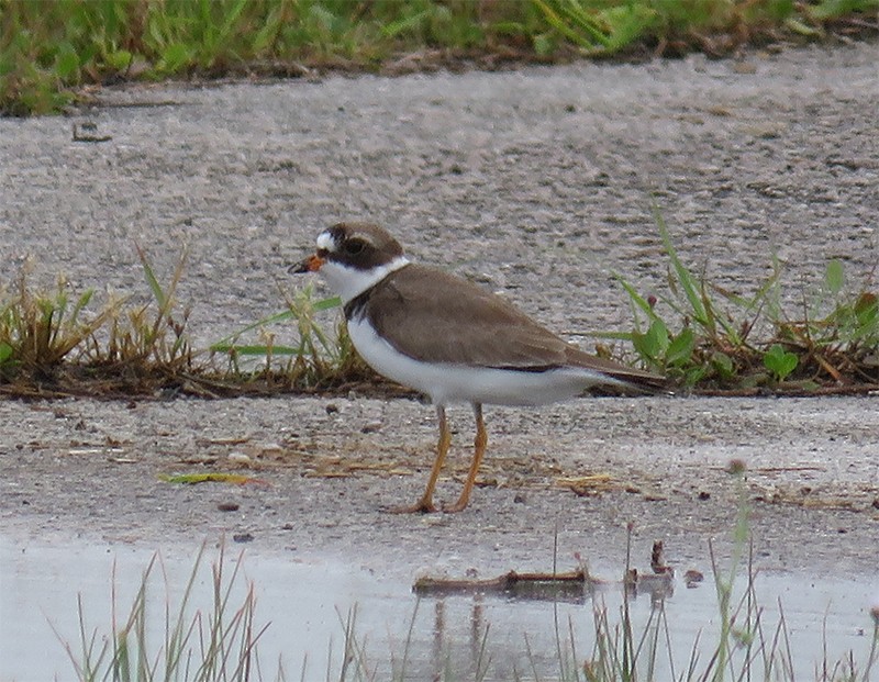 Semipalmated Plover - ML102522171