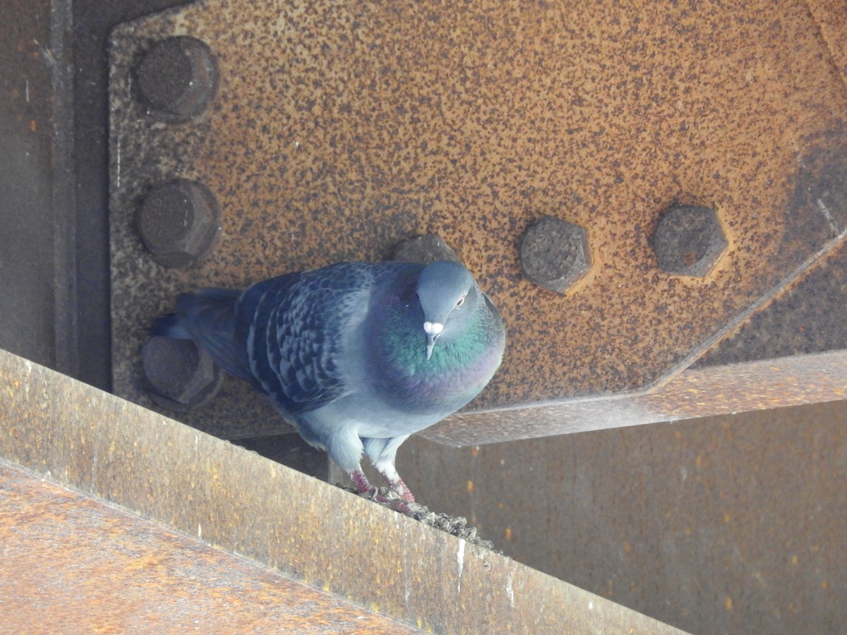 Rock Pigeon (Feral Pigeon) - ML102524501