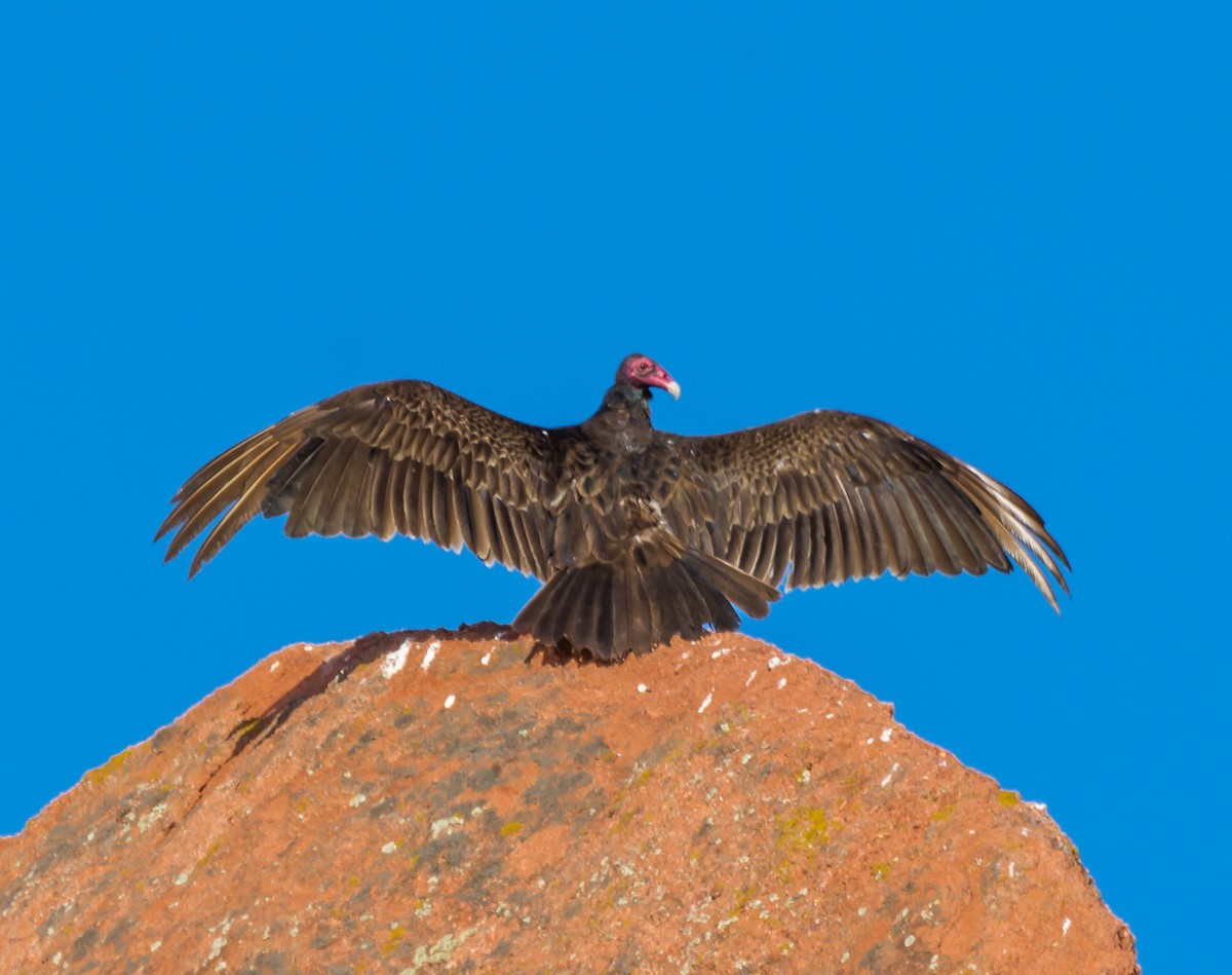 Turkey Vulture - Jim Merritt