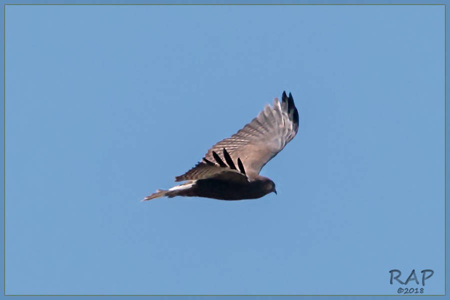 White-tailed Hawk - Ricardo A.  Palonsky