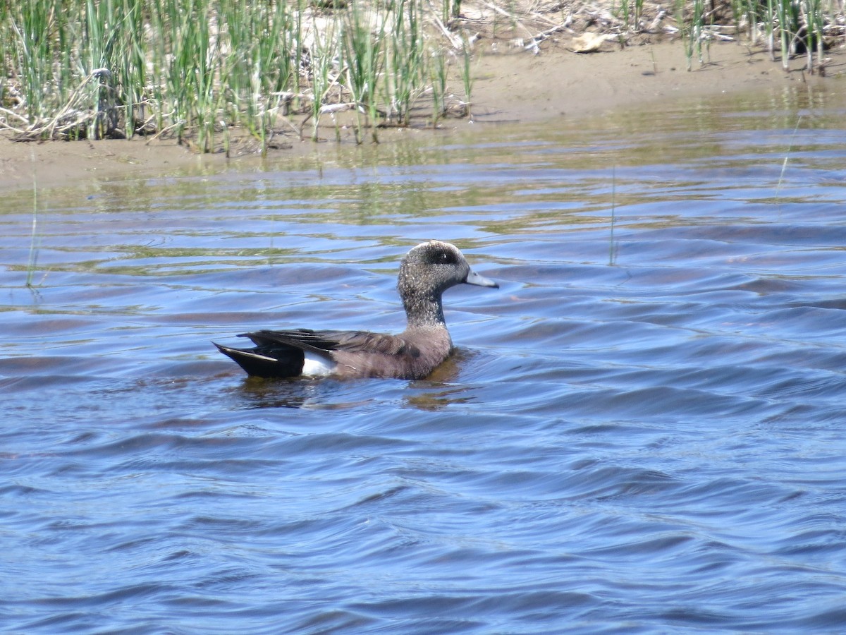 American Wigeon - Chris Anderson